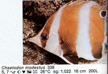 Chaetodon modestus